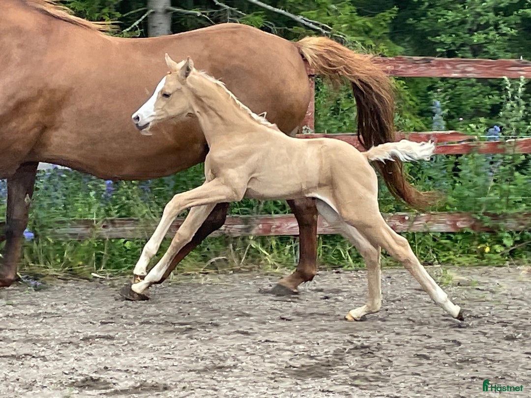 Galleribild {{count}}