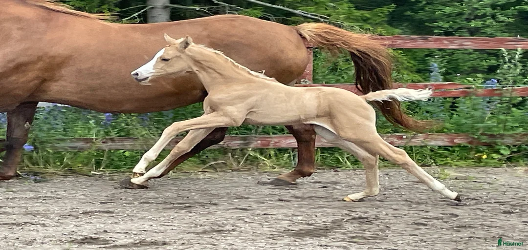 Galleribild {{count}}