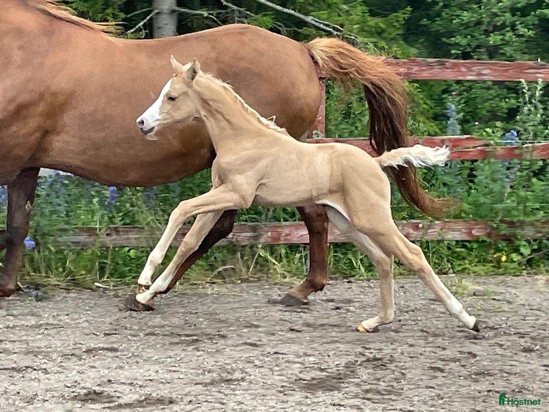 Galleribild {{count}}