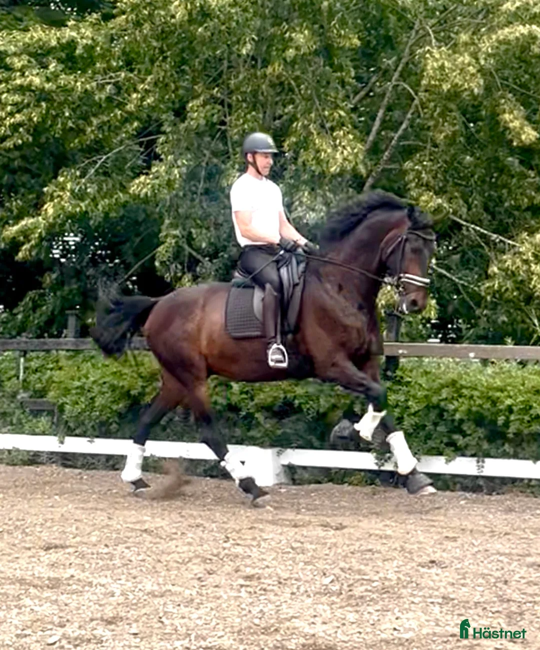 Dressyr hästar till salu: Valack med potential fyndpris - Annons 2