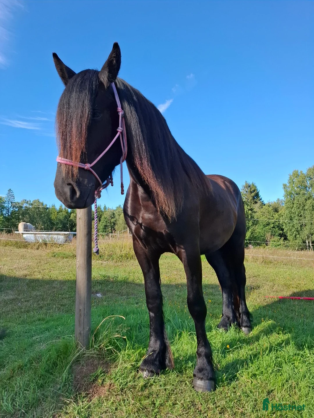 Allround hästar till salu: Magiska Ulla - Annons 1