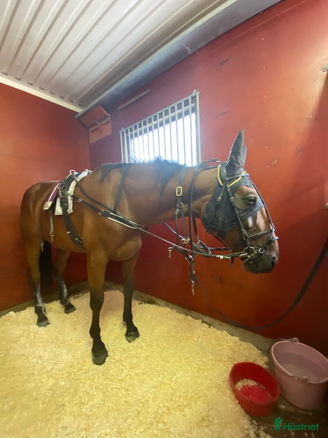 Sällskap hästar till salu: Duke ratzeputz  i Timrå - Annons 3