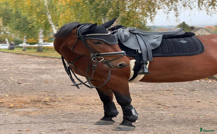  hästar i Ekerö - Annons 7