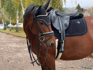 hästar Brave pony for competition/hobby/riding school i Ekerö - Annons 16