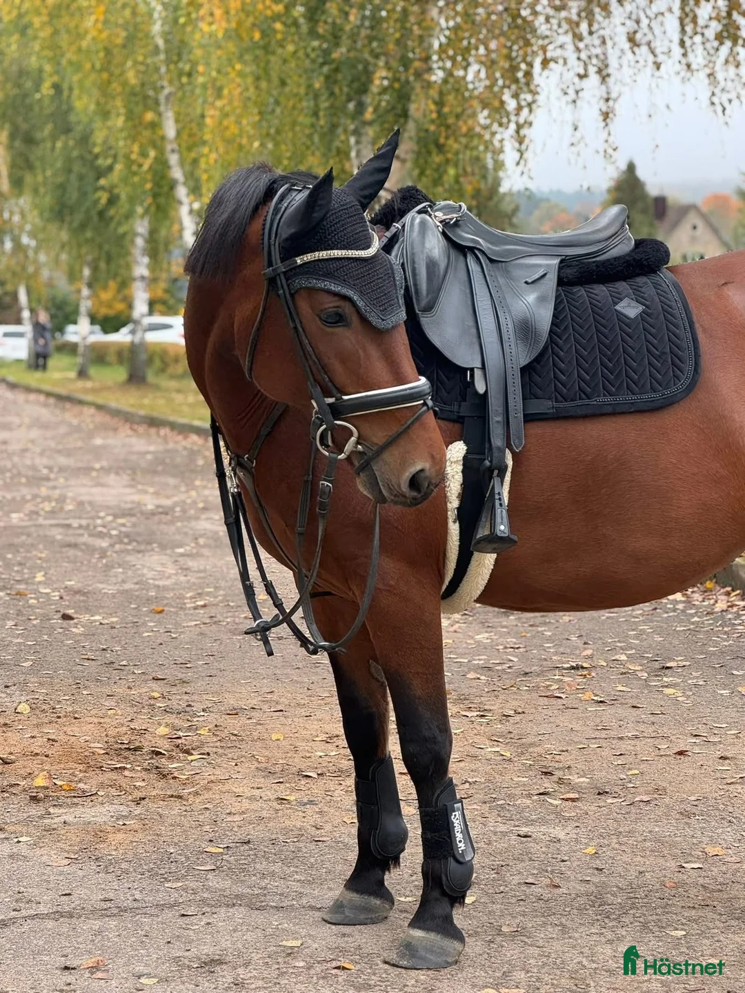 Hoppning hästar till salu: Brave pony for competition/hobby/riding school - Annons 2