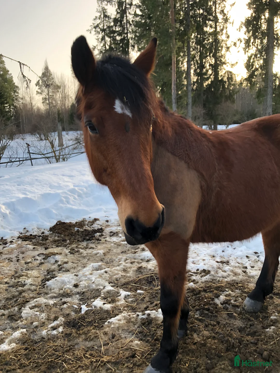 Allround hästar till salu: Prinsessa söker nytt hem i Alnö - Annons 2