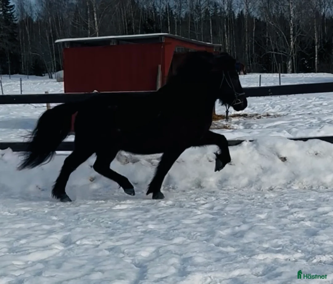 Island hästar till salu: Robust svart pärla född -22. i Söderbärke - Annons 2