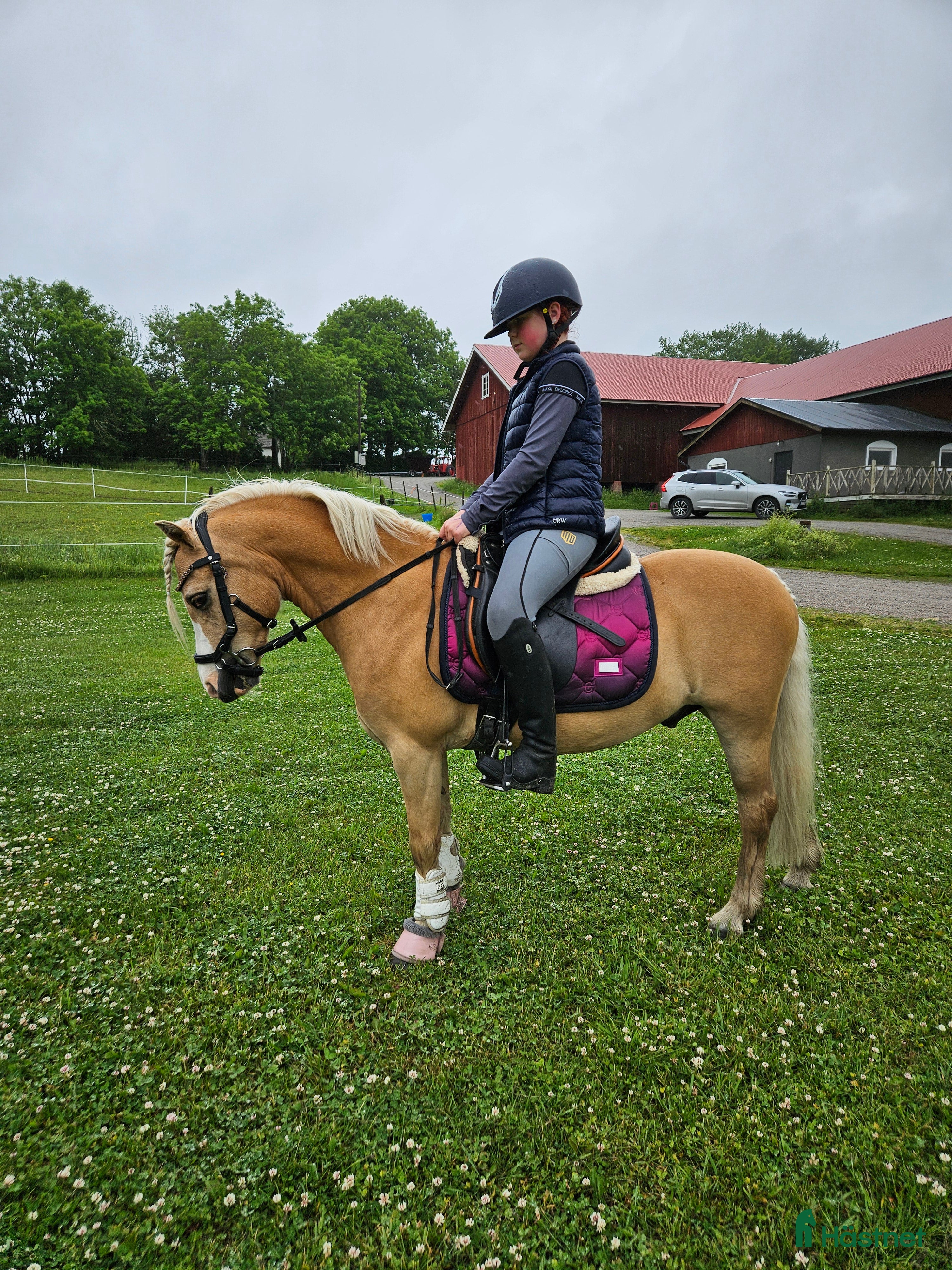  hästar Sago ponny - Annons 2