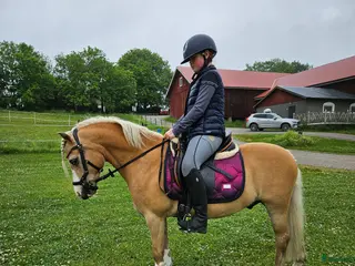 hästar Sago ponny - Annons 2