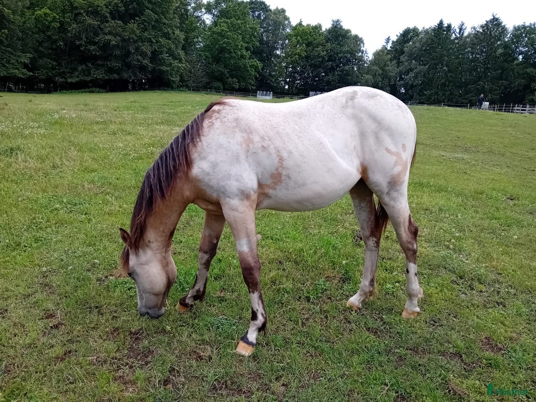 Allround hästar till salu: Appaloosa Colt i Sösdala - Bild 13