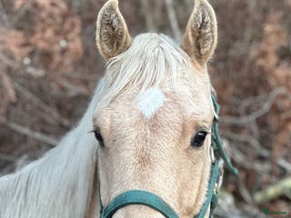 hästar Drömhästen i Bredared - Annons 20