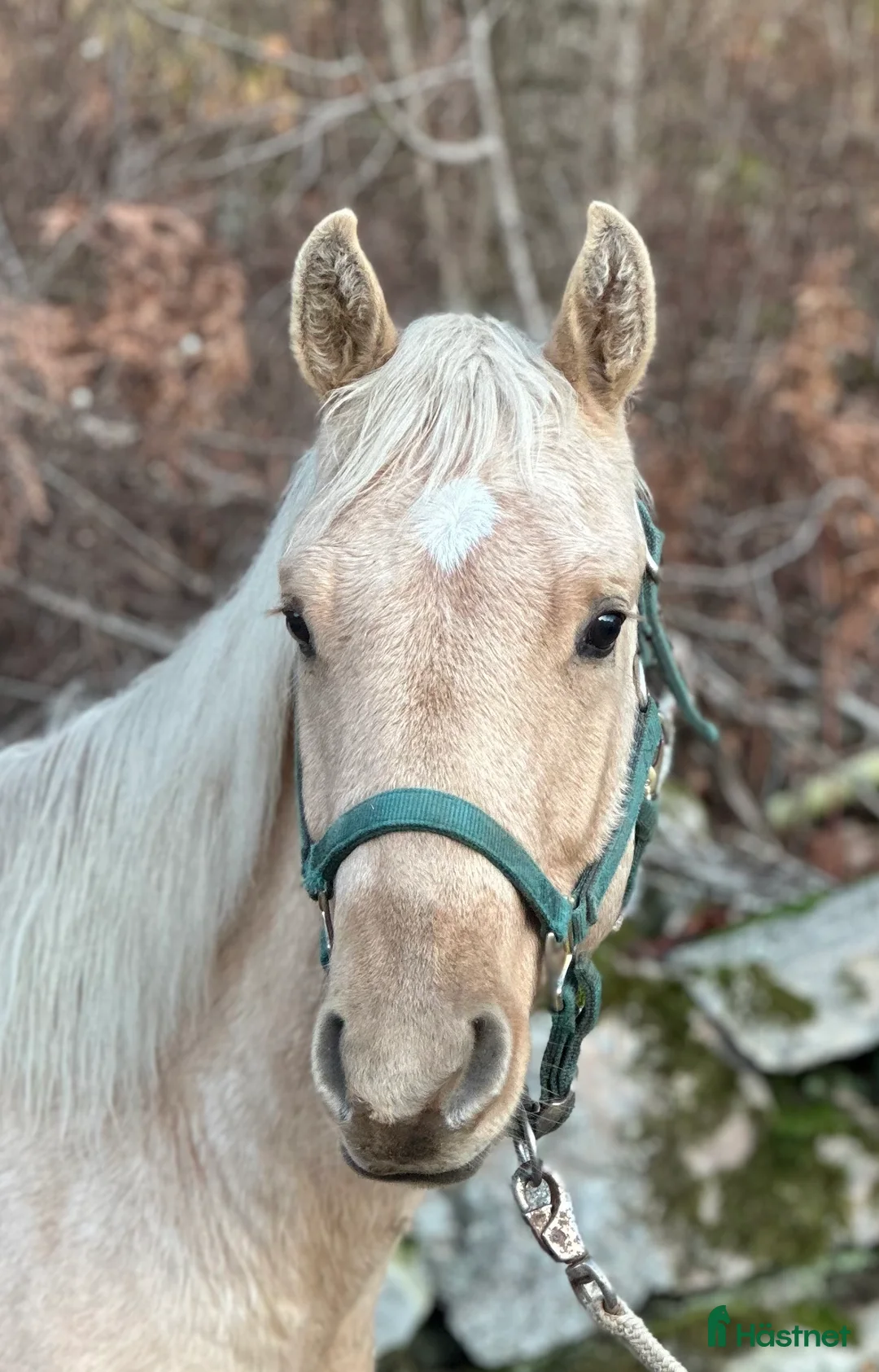 Western hästar till salu: Hingst och valack  - Annons 2