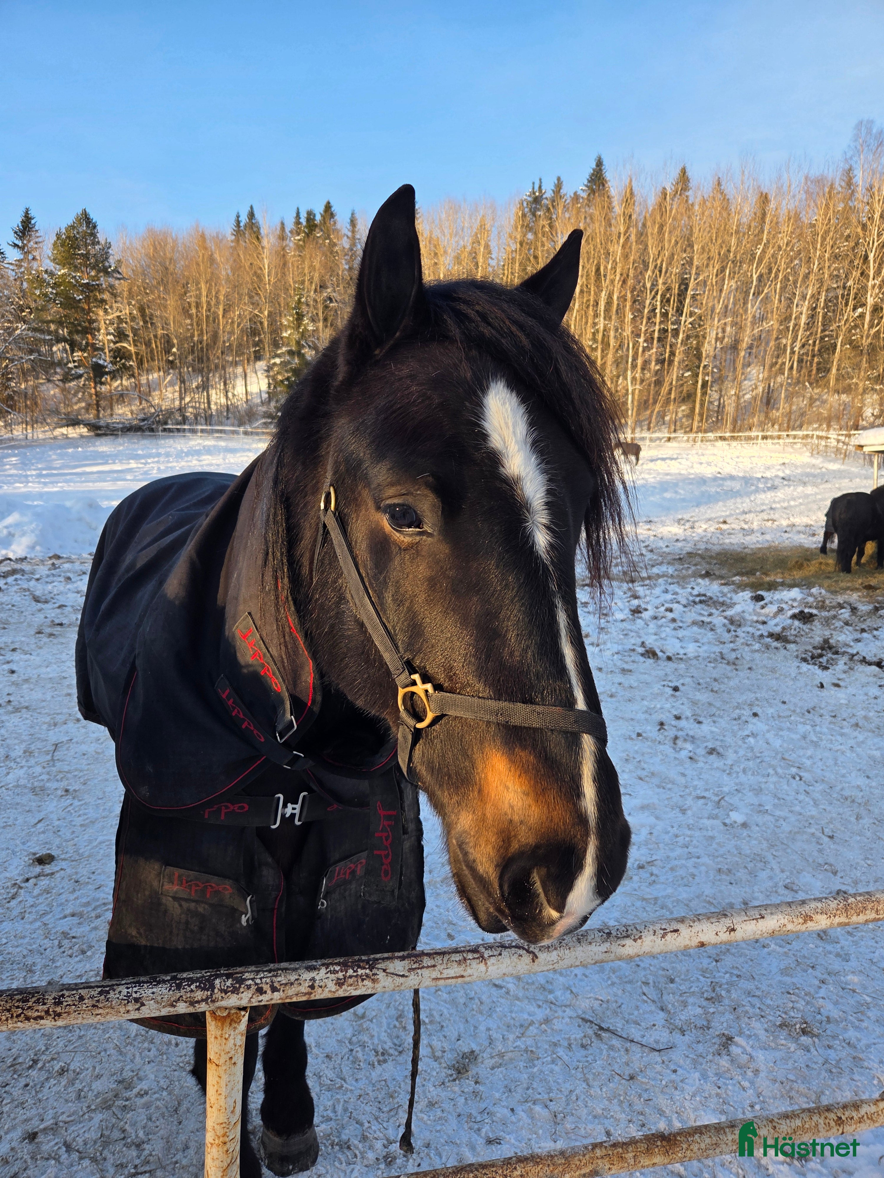  hästar Kallblodsvalack - Annons 1