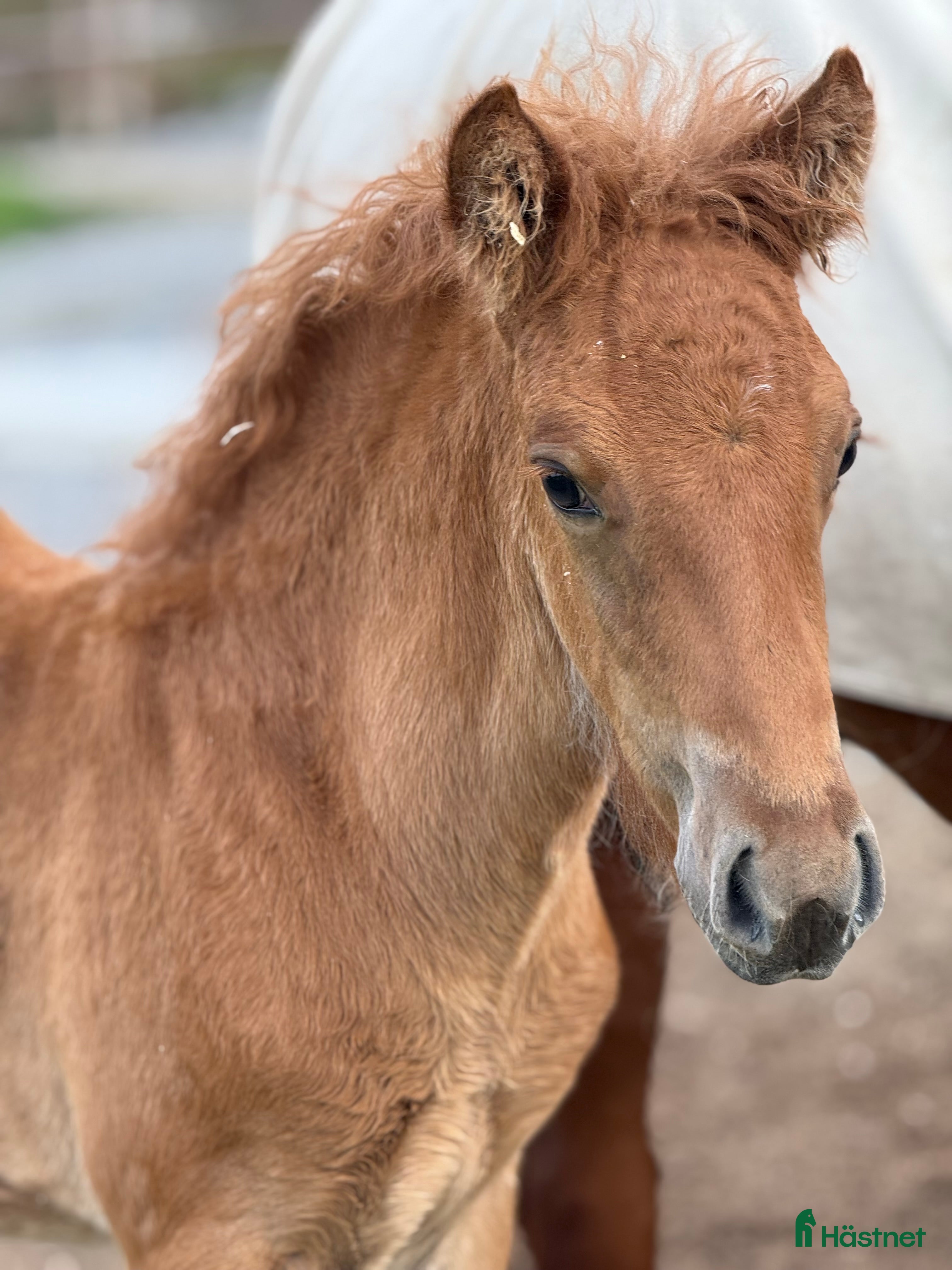  hästar Så flott och fina rörelser, hingst med super stam  i Ljusdal - Annons 19