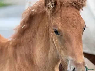 hästar Så flott och fina rörelser, hingst med super stam i Ljusdal - Annons 19