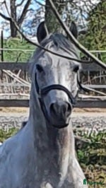  hästar Hingst med allroundstam - Annons 1