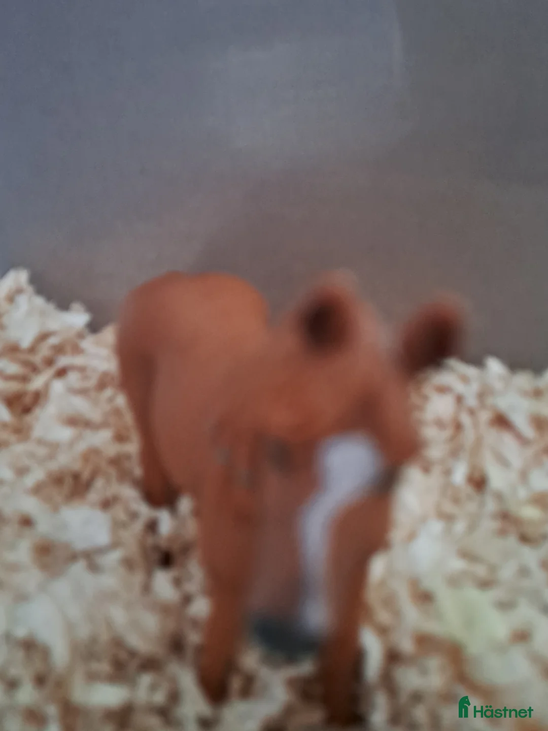 Hästinspirerad heminredning övrig utrustning till salu: Schleich fux welch i Västerfärnebo - Annons 1