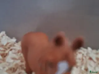 Hästinspirerad heminredning övrig utrustning till salu: Schleich fux welch i Västerfärnebo - Annons 1