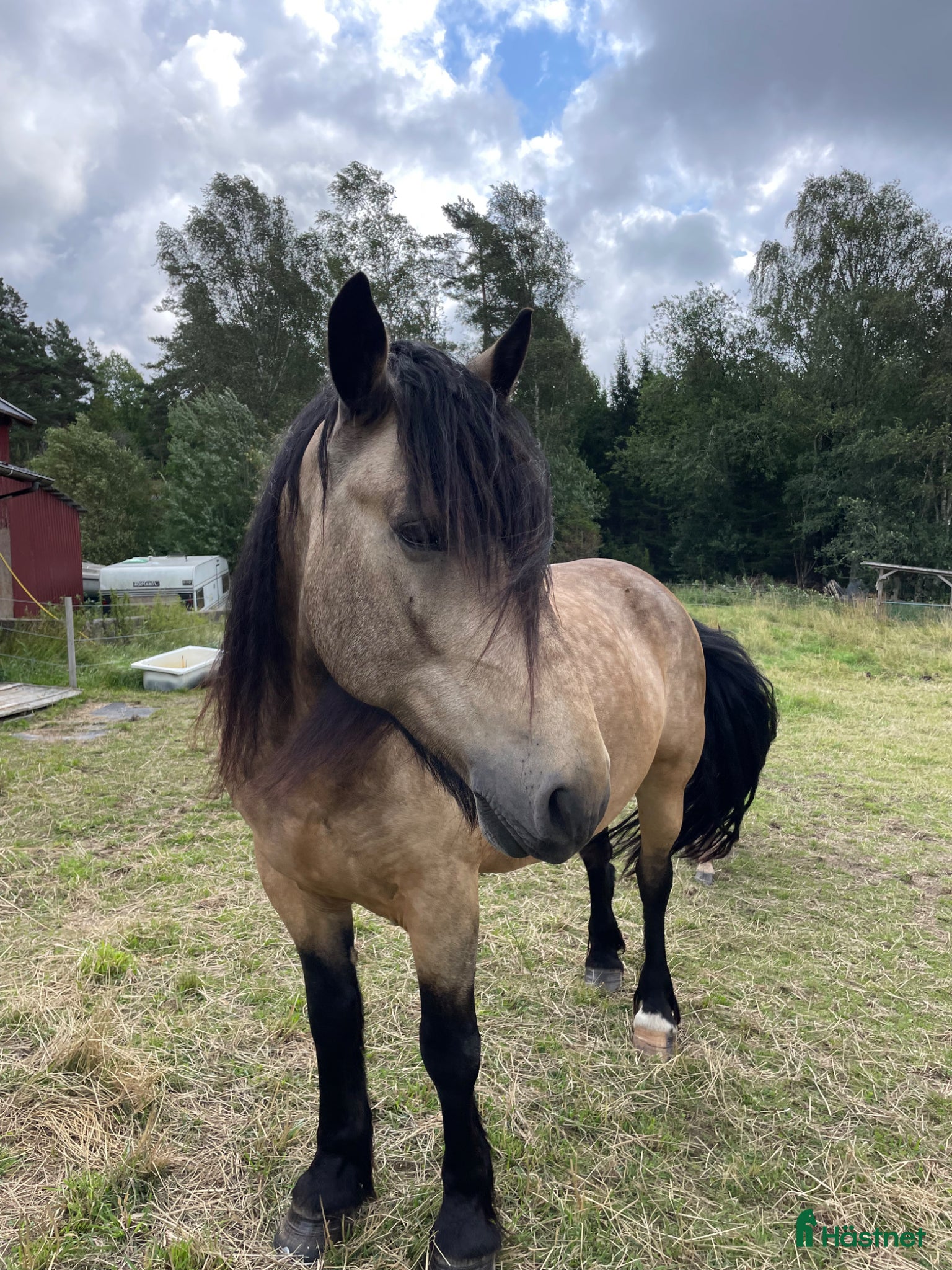  stallplats Sommarbete finnes - Annons 10