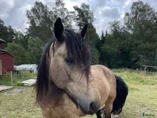 stallplats Sommarbete finnes - Annons 10