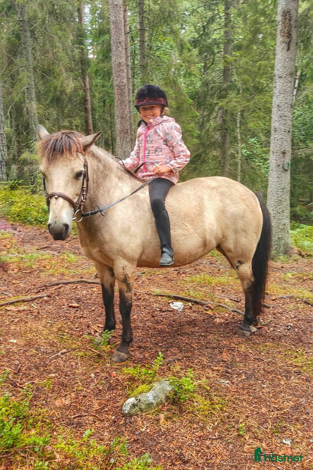  medryttarhäst finnes: Söker 2 hästar runt Västerhaninge  i Västerhaninge - Annons 3
