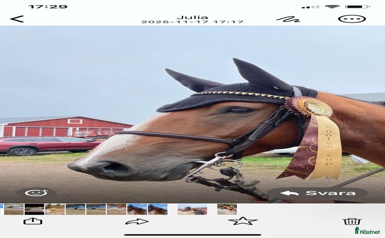  hästar Toppstammad 5-åring i Mjölby - Annons 12