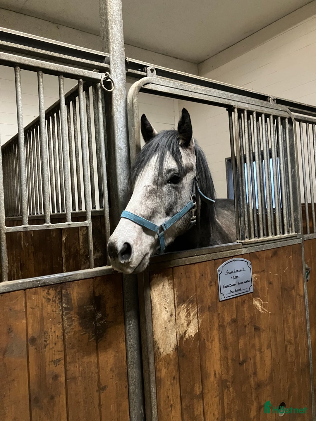 Allround hästar till salu: En riktigt prins  i Skara - Annons 2