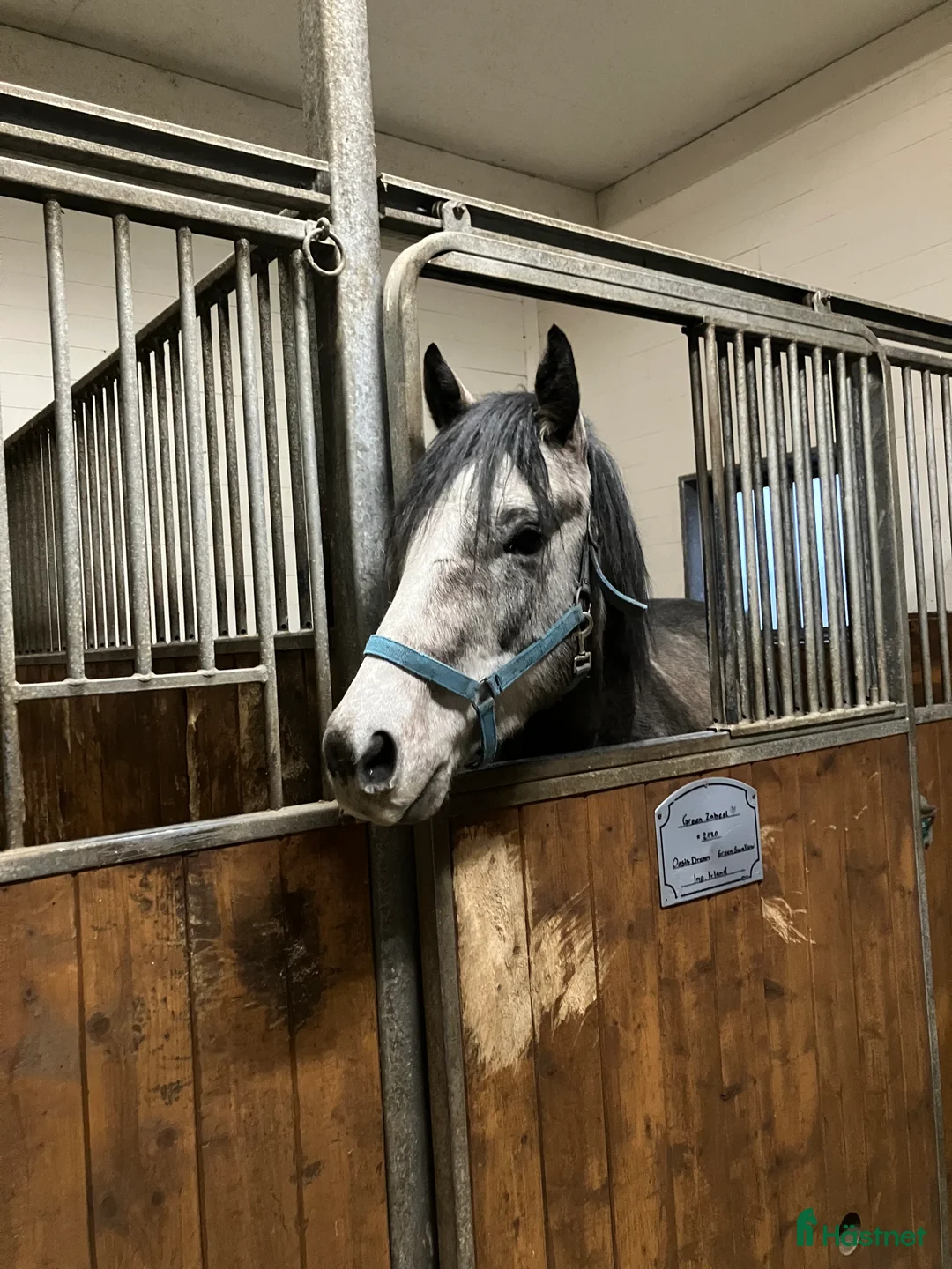 Allround hästar till salu: En riktigt prins  i Skara - Annons 2