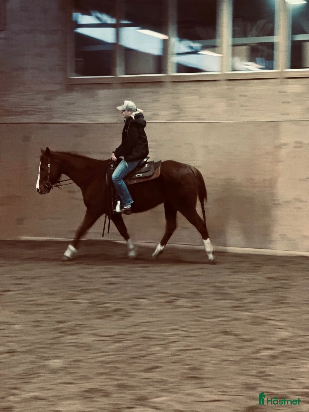 Western hästar till salu: Sto söker kärleksfullt hem ❤️ - Annons 4