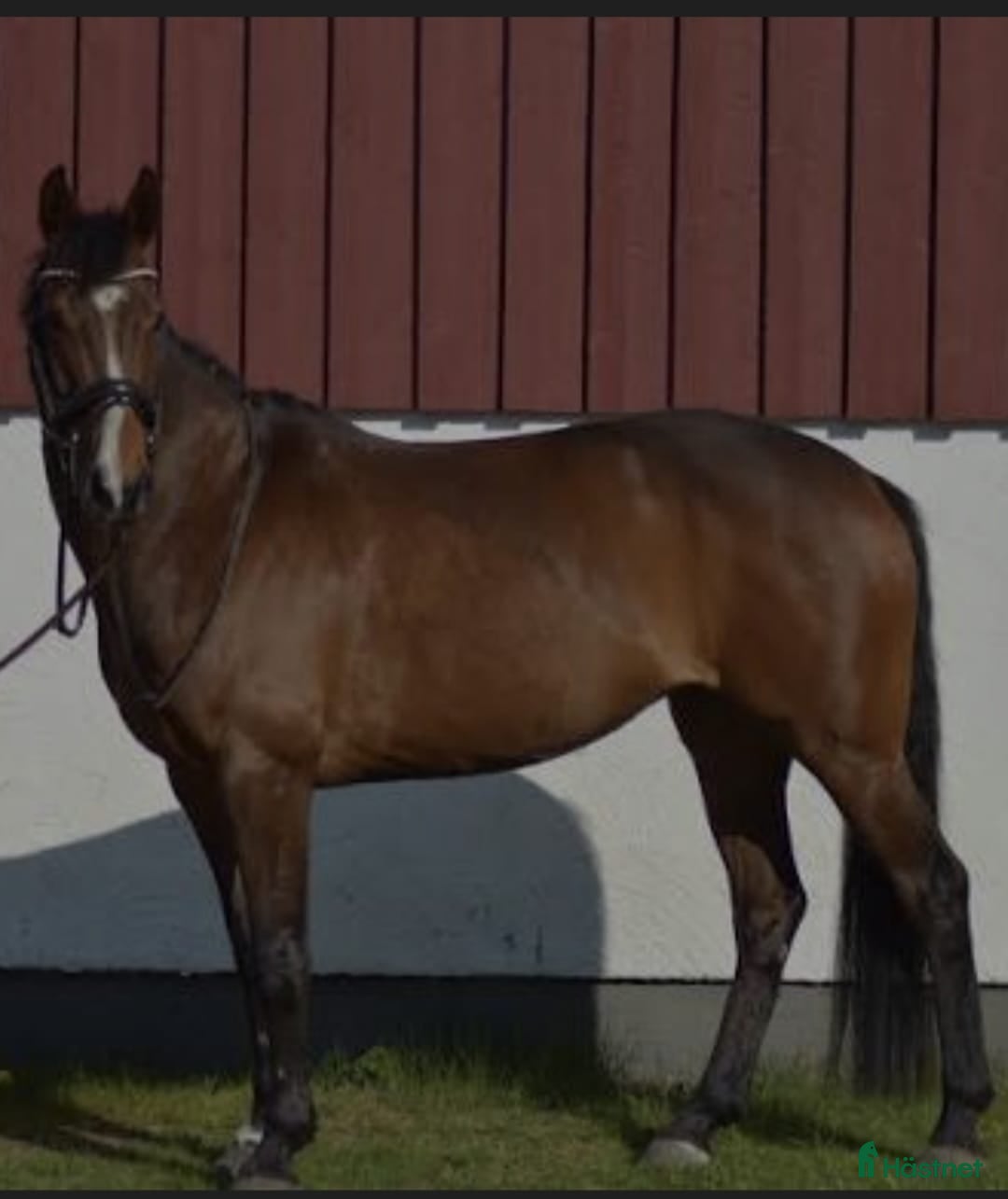  hästar Fantastisk D-ponny söker ny ryttare - Annons 1