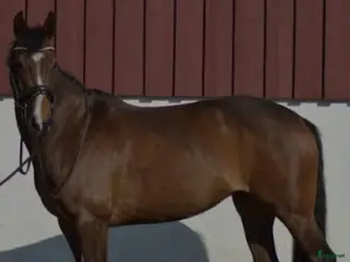 hästar Fantastisk D-ponny söker ny ryttare - Annons 1