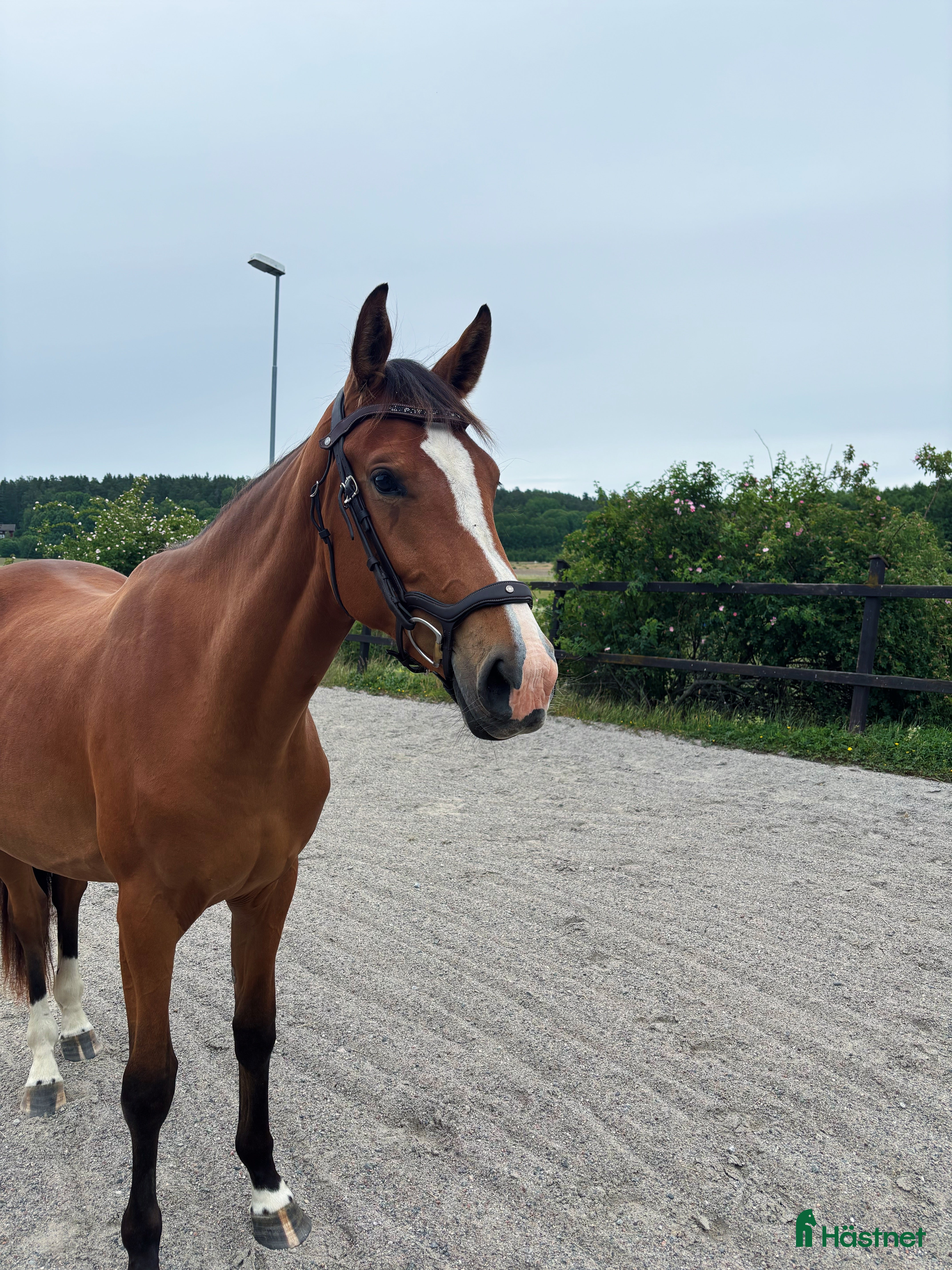  hästar 3-årigt sto e. Glasgow Van't Merelsnest - ChinChin - Annons 3