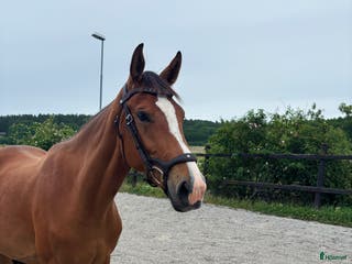 hästar 3-årigt sto e. Glasgow Van't Merelsnest - ChinChin i Ekerö - Annons 3