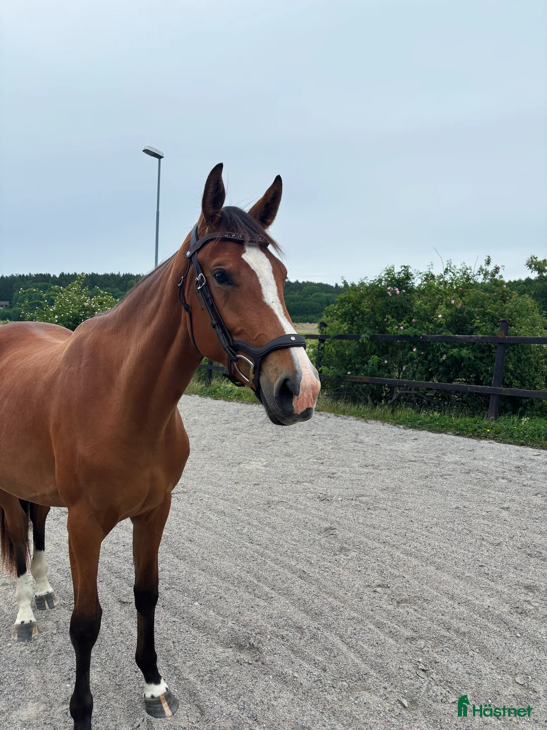 Hoppning hästar till salu: 3-årigt sto e. Glasgow Van't Merelsnest - ChinChin - Annons 1