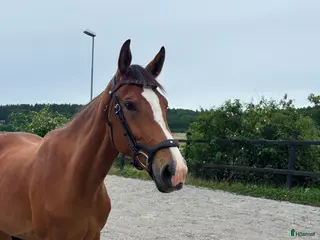 hästar 3-årigt sto e. Glasgow Van't Merelsnest - ChinChin - Annons 3