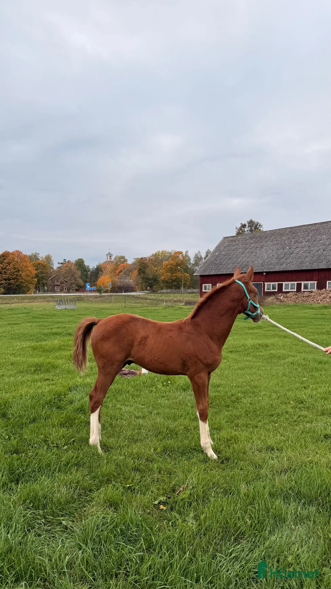 Hoppning hästar till salu: Hingstföl e. Kathmandu - Heartbreaker - Ramiro Z - Annons 2