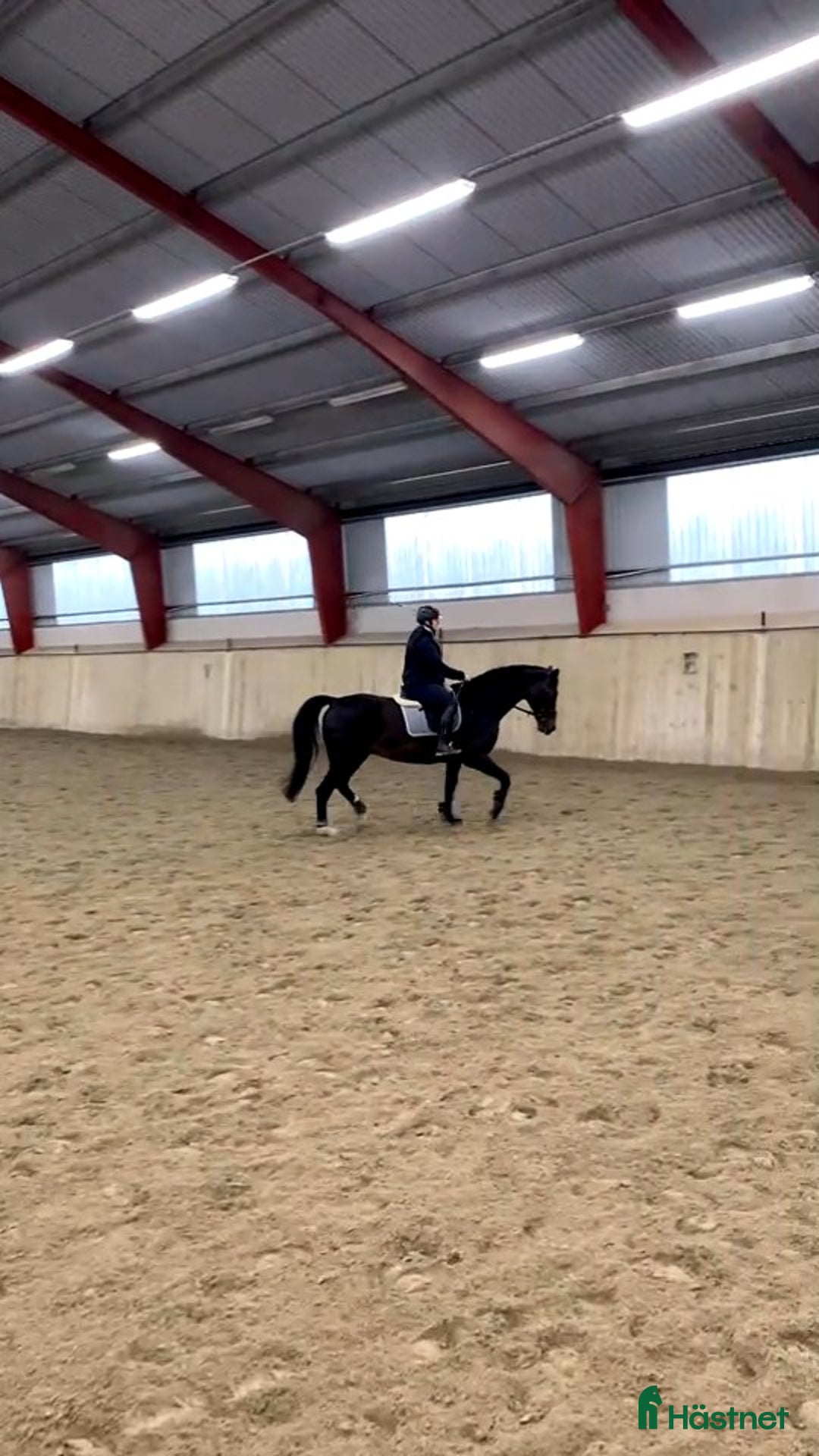 Allround hästar sökes: Foderhäst sökes i Vikbolandet - Annons 2