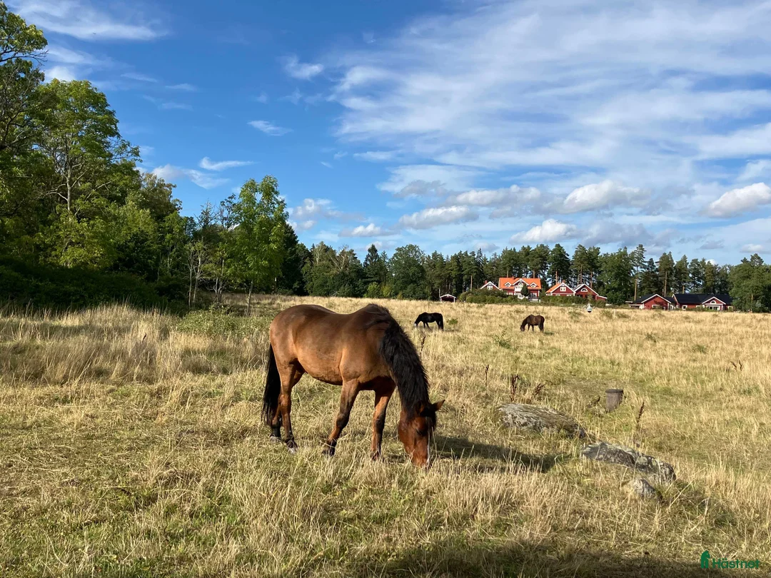  stallplats finnes: Sommarbete i Kungsängen - Annons 2