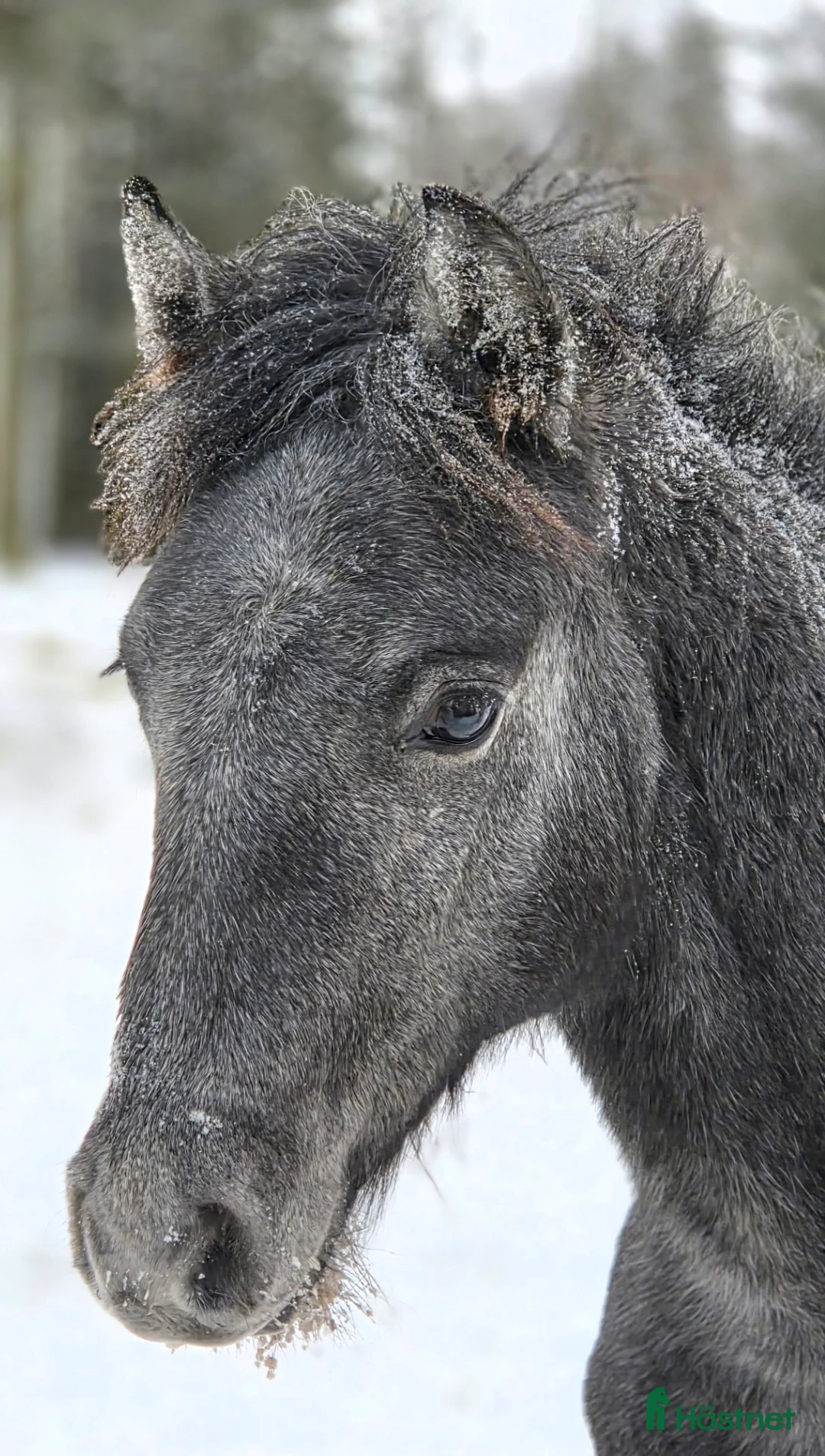 Allround hästar till salu: Trevlig svenskfödd Connemarahingst *2025 - Annons 11