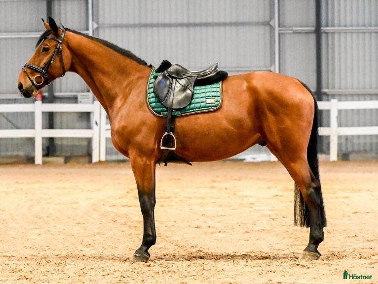  hästar Allround jumping horse with scope i Stockholm - Annons 9