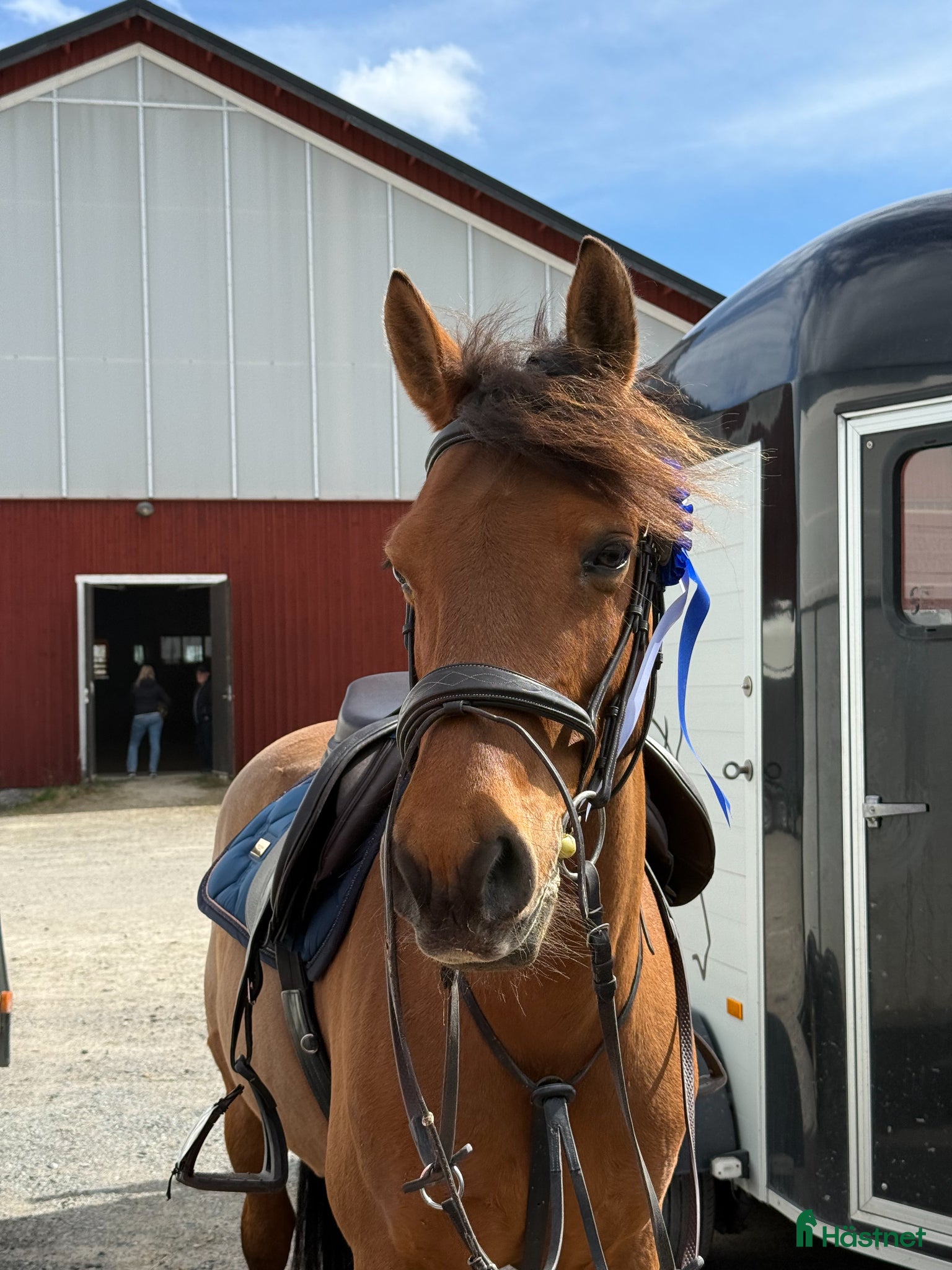  hästar Ponnyn med ett hjärta av guld - Annons 5