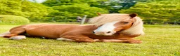  foderhäst finnes: Fodervärd sökes till Vidar 🐴 i Helsingborg - Annons 6