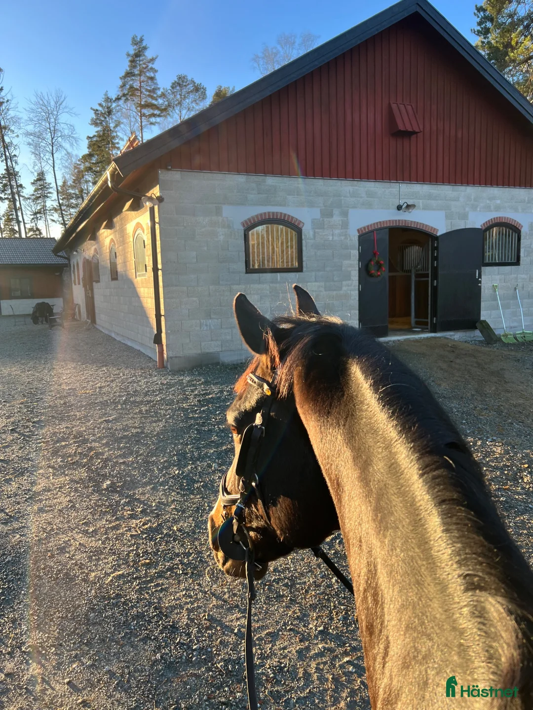 Hoppning hästar sökes: Allroundhäst sökes till förstklassigt hem  - Annons 1