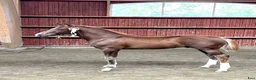 Hoppning hästar till salu: ⭐️ Vacker hingst för sporten ⭐️ - Annons 2