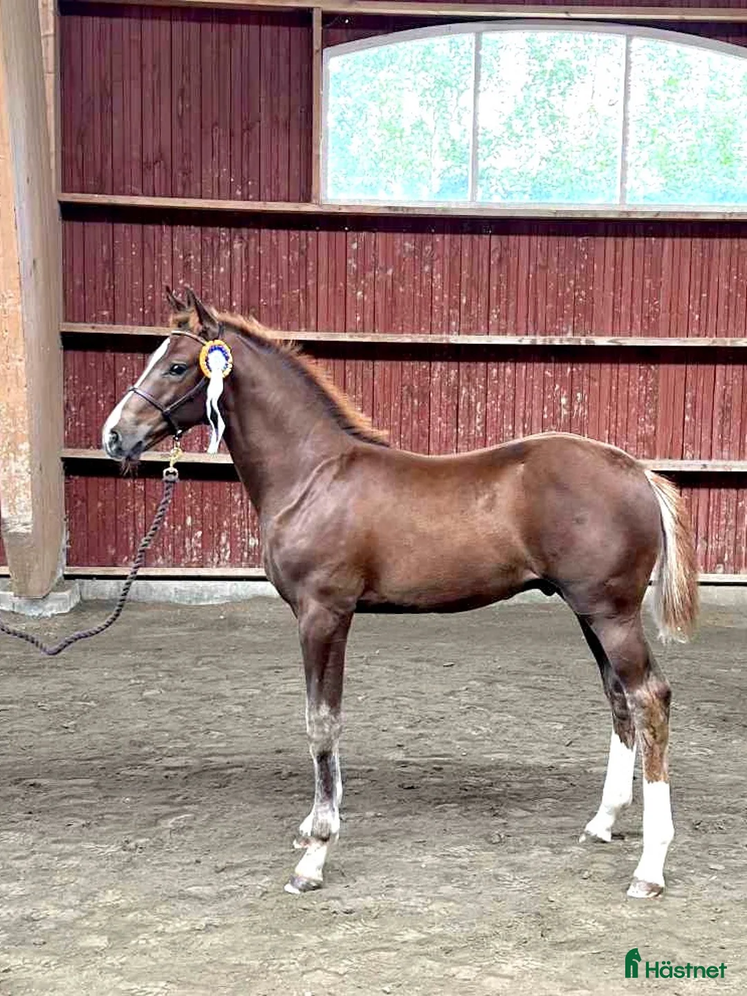 Hoppning hästar till salu: ⭐️ Vacker hingst för sporten ⭐️ - Annons 2