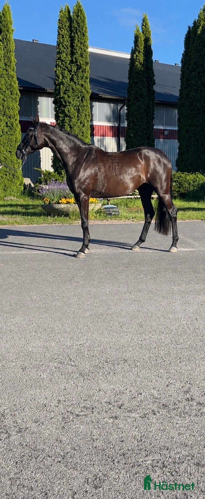  hästar Fyraårigt sto med fantastiskt temperament - Annons 4