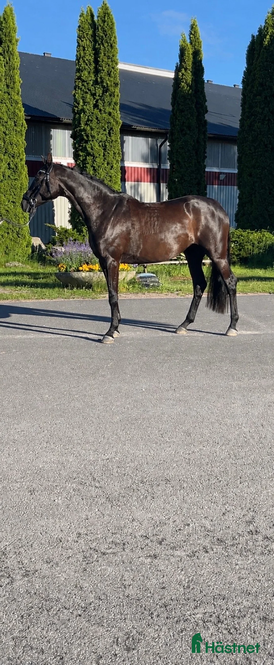 Dressyr hästar till salu: Fyraårigt sto med fantastiskt temperament i Torsby - Annons 1