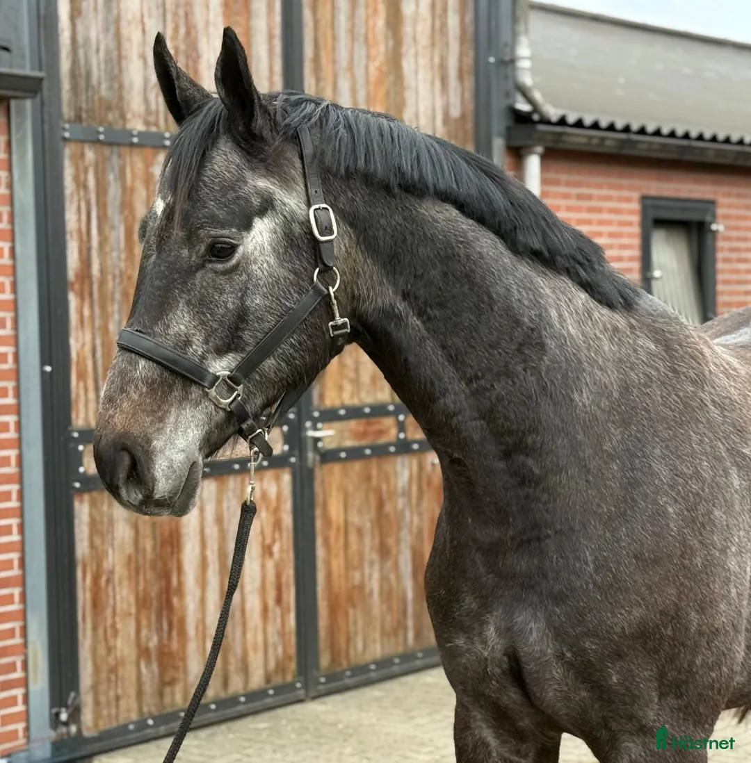 Hoppning hästar till salu: Blickfångare! - Annons 2