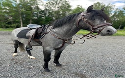 Allround hästar till salu: Sockersöt riden welshponny 3 år i Nybro - Annons 5