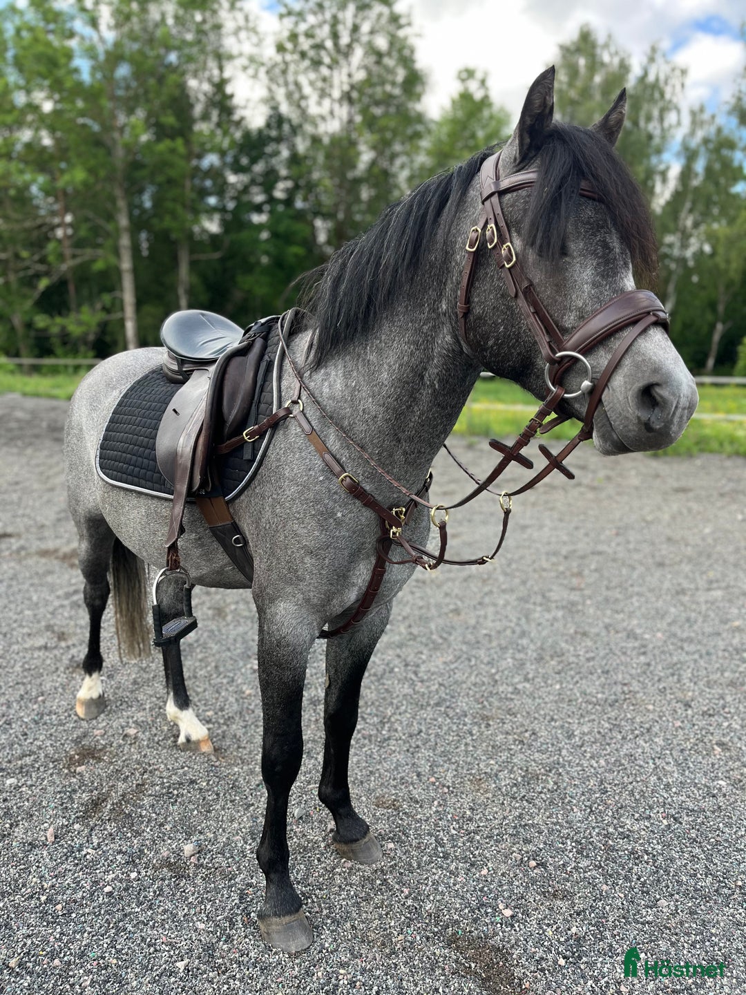 Allround hästar till salu: Sockersöt riden welshponny 3 år i Nybro - Annons 5
